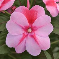 ImPower™ Pink Flame New Guinea Impatiens