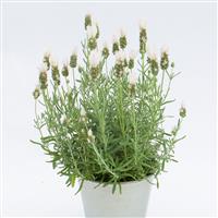 Lavender LaVela™ Compact White