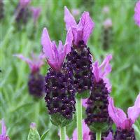 Lavender LaVela™ Dark Violet