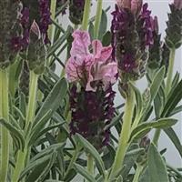 Lavender LaVela™ Compact Dark Pink