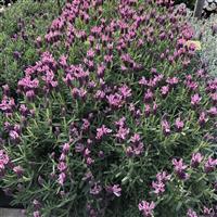 Lavender LaVela™ Compact Dark Pink