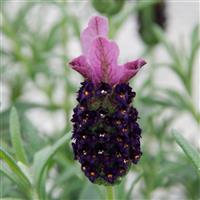 Lavender LaVela™ Compact Dark Violet