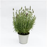 Lavender LaVela™ Compact Dark Violet