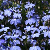 Magadi™ Electric Blue Lobelia