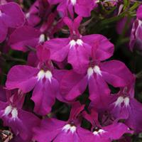 Magadi™ Electric Purple Lobelia