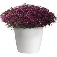Magadi™ Electric Purple Lobelia