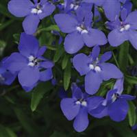 Magadi™ Dark Blue Lobelia