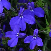 Magadi™ Basket Dark Blue Lobelia
