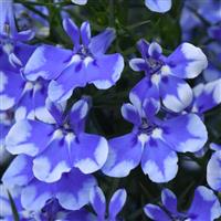 Magadi™ Compact Blue Bay Lobelia