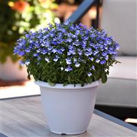 Magadi™ Compact Blue Bay Lobelia