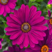 FlowerPower™ Petite Purple Osteospermum