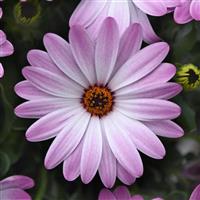 FlowerPower™ Petite Light Pink+Eye Osteospermum