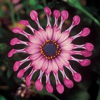 FlowerPower™ Spider Pink Osteospermum