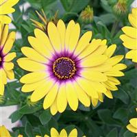 Zion™ Morning Sun 26 Osteospermum