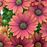 Zion™ Purple Sun 26 Osteospermum