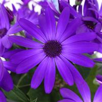 Senetti<sup>®</sup> Cobalt Blue Pericallis