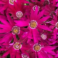 Senetti<sup>®</sup> Bright Carmine Pericallis