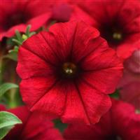 Headliner™ Crimson Petunia