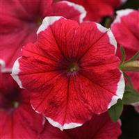 Headliner™ Strawberry Picotee Petunia