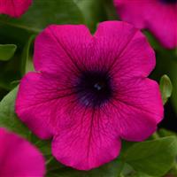Main Stage™ Purple Petunia