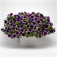 Main Stage™ Glacier Sky Petunia