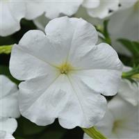 Main Stage™ White 26 Petunia