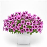 Main Stage™ Blueberry 26 Petunia