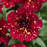 Main Stage™ Burgundy Sky Petunia