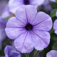 Main Stage™ Light Blue Vein Petunia