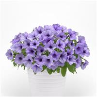 Main Stage™ Light Blue Vein Petunia