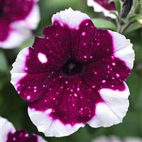 Main Stage™ Merlot Glacier Sky Petunia