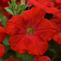Starlet™ Red 26 Petunia