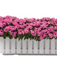 Gisele<sup>®</sup> Pink Phlox