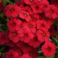 Gisele<sup>®</sup> Red Phlox