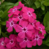 Gisele<sup>®</sup> Hot Pink Phlox