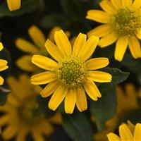 Tsavo™ Compact Yellow Sanvitalia