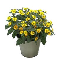 Tsavo™ Basket Yellow Sanvitalia