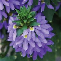 Fairy™ Blue Scaevola
