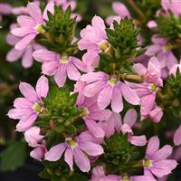Fairy™ Pink Scaevola