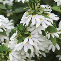 Fairy™ White Scaevola