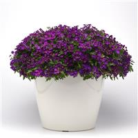 Beats™ Blue Verbena