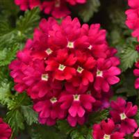 Beats™ Magenta Verbena