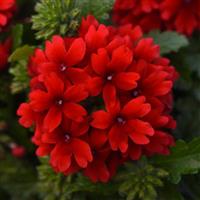 Beats™ Red Verbena
