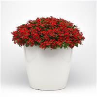 Beats™ Red Verbena