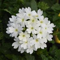 Beats™ White Verbena