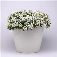 Beats™ White Verbena