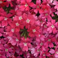 Beats™ Pink Shades Verbena