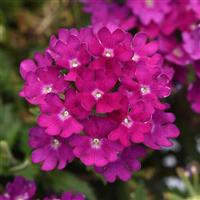 Beats™ Bright Purple Verbena