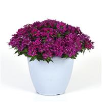 Beats™ Bright Purple Verbena