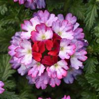 Beats™ Purple+White Verbena